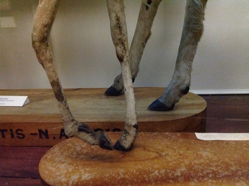 Museum photography