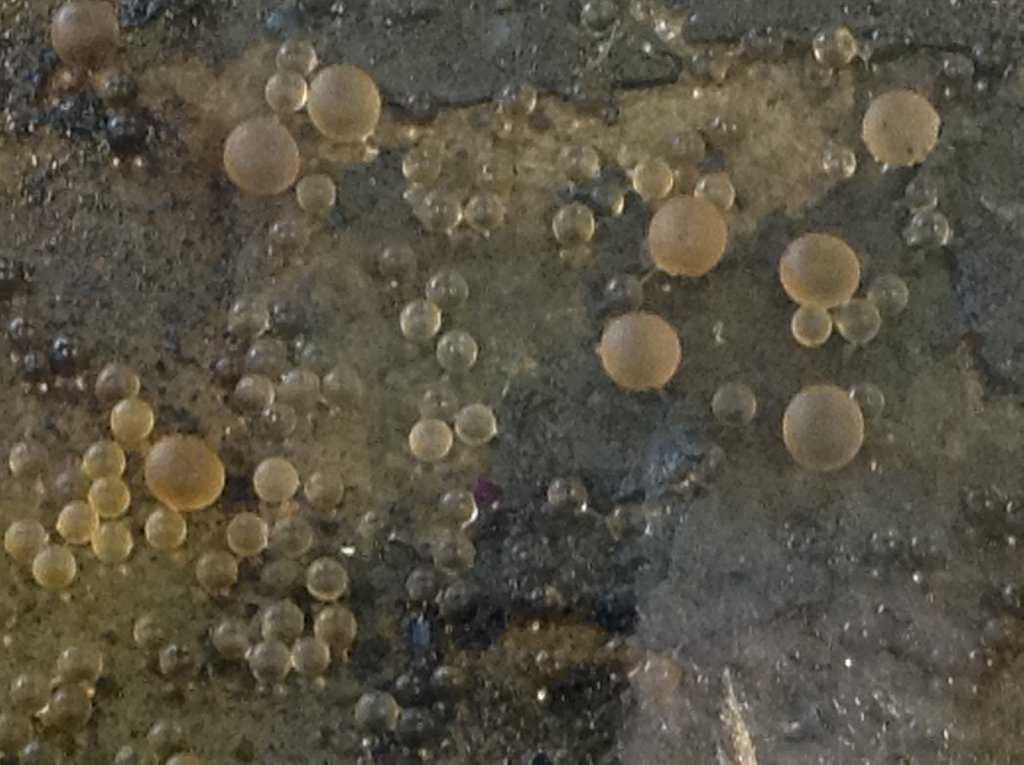 Gelatin and surface