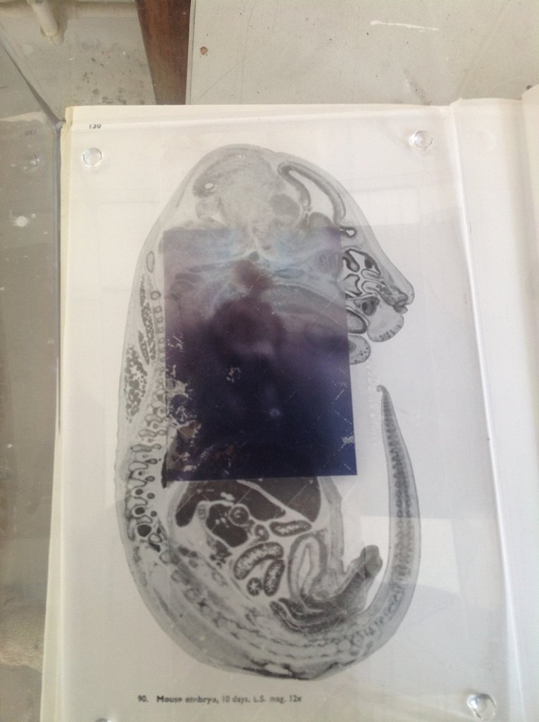 Neuroscience image