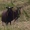 Gotland Pelt Lambs